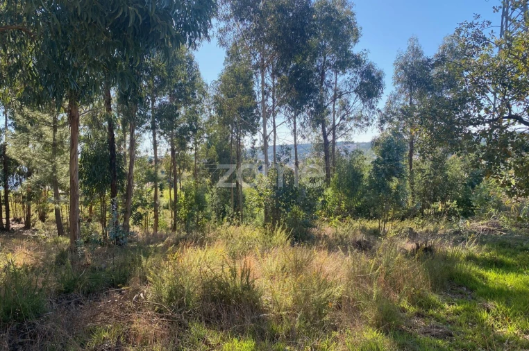 Terreno para Venda em Pampilhosa Foto 12