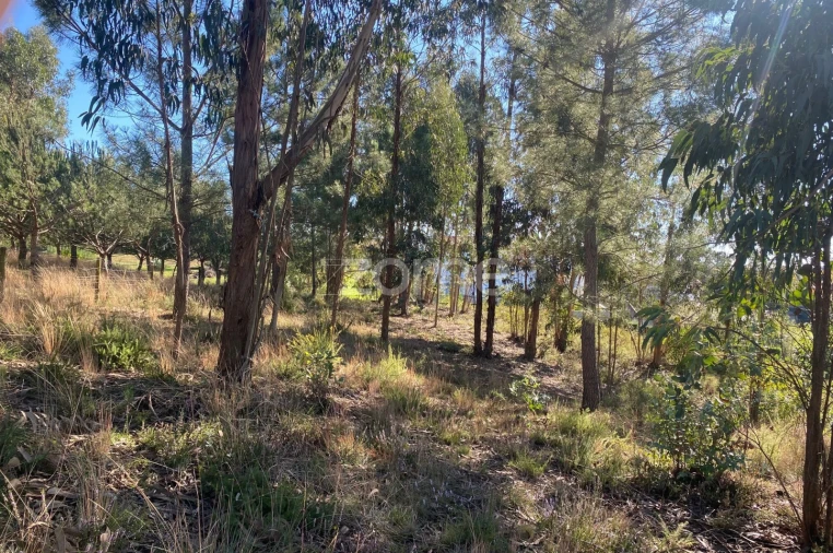 Terreno para Venda em Pampilhosa Foto 13