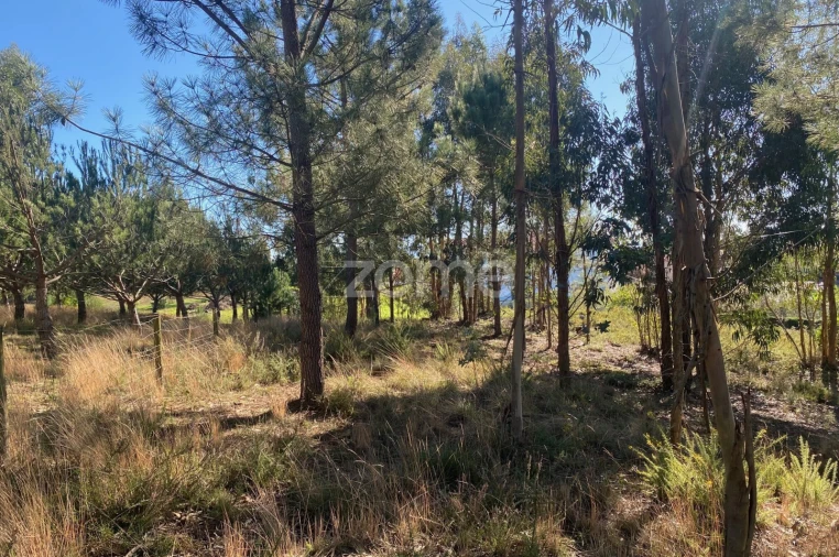 Terreno para Venda em Pampilhosa Foto 14