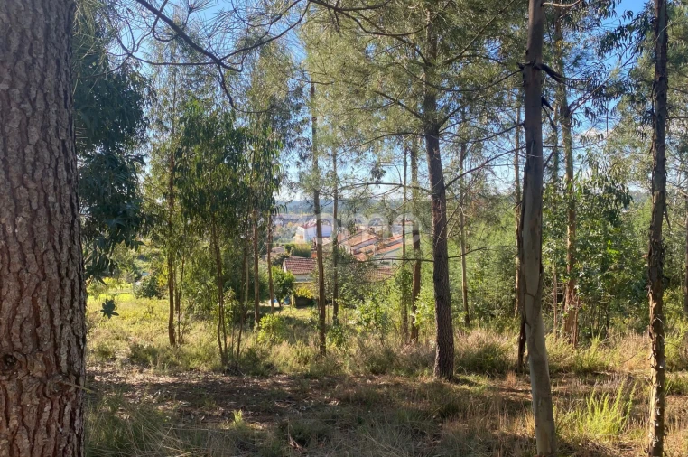 Terreno para Venda em Pampilhosa Foto 18