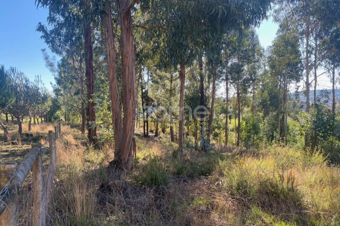 Terreno para Venda em Pampilhosa Foto 11