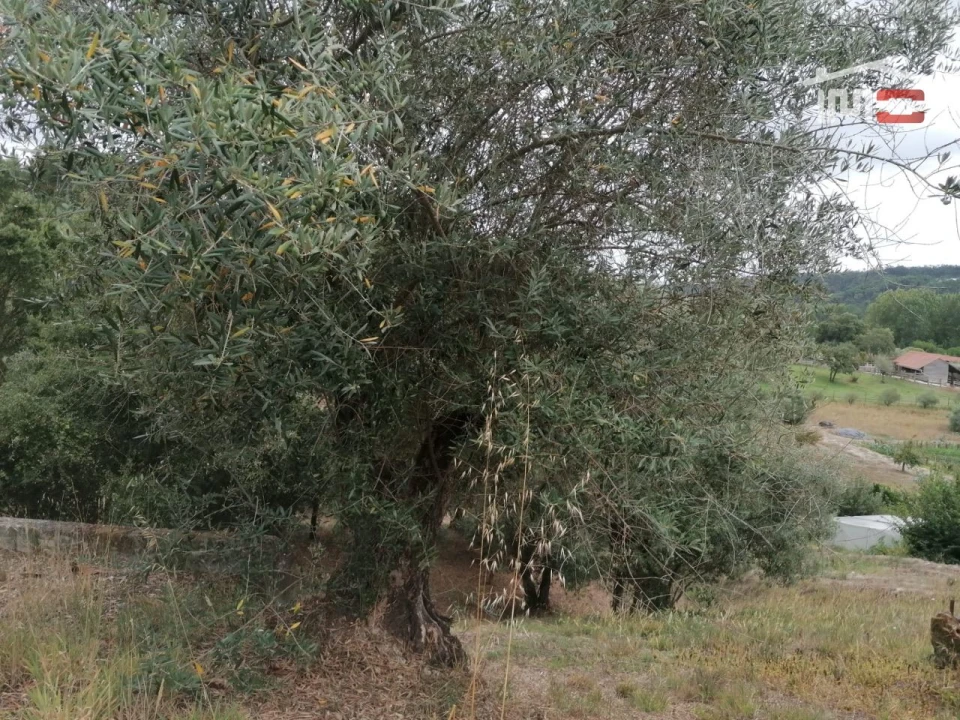 Terreno Agricola ou Rústico para Venda em Alburitel Foto 6