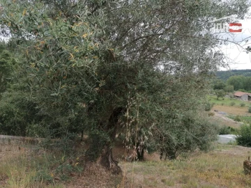 Terreno Agricola ou Rústico para Venda em Alburitel