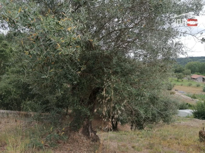 Terreno Agricola ou Rústico para Venda em Alburitel Foto 6