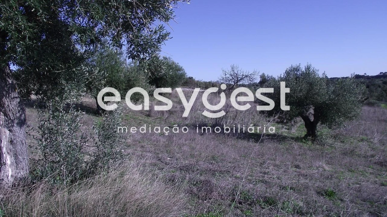 Terreno Agricola ou Rústico para Venda em Chancelaria Foto 4