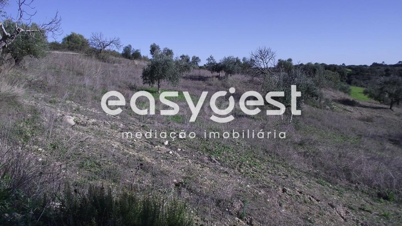 Terreno Agricola ou Rústico para Venda em Chancelaria Foto 8