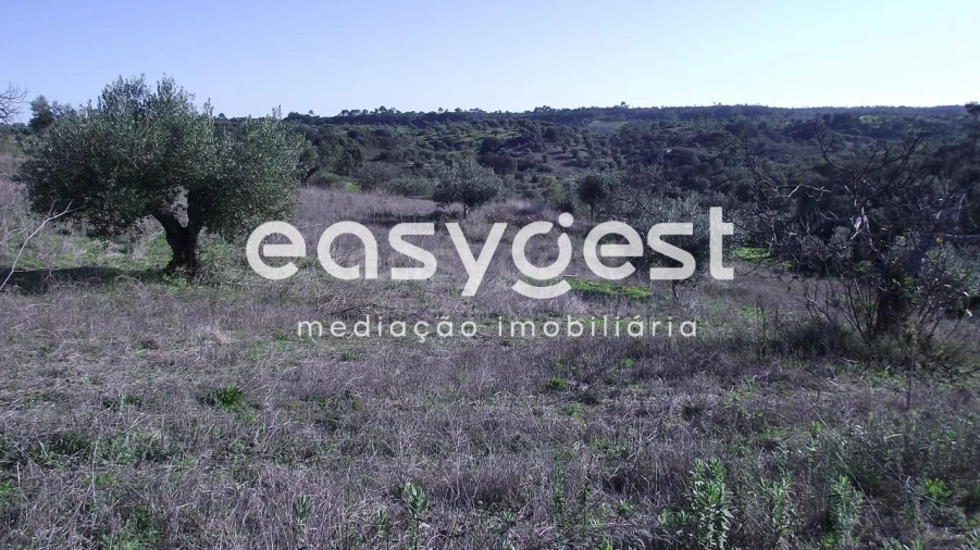 Terreno Agricola ou Rústico para Venda em Chancelaria Foto 5