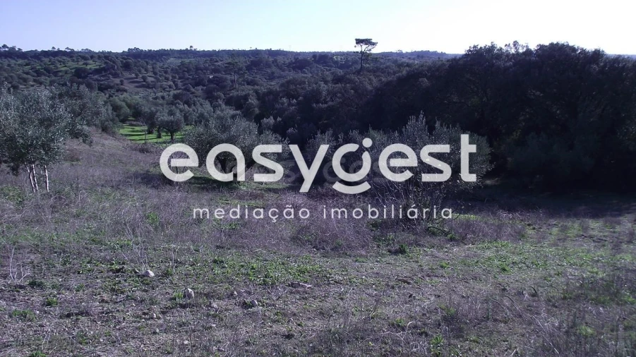 Terreno Agricola ou Rústico para Venda em Chancelaria Foto 7