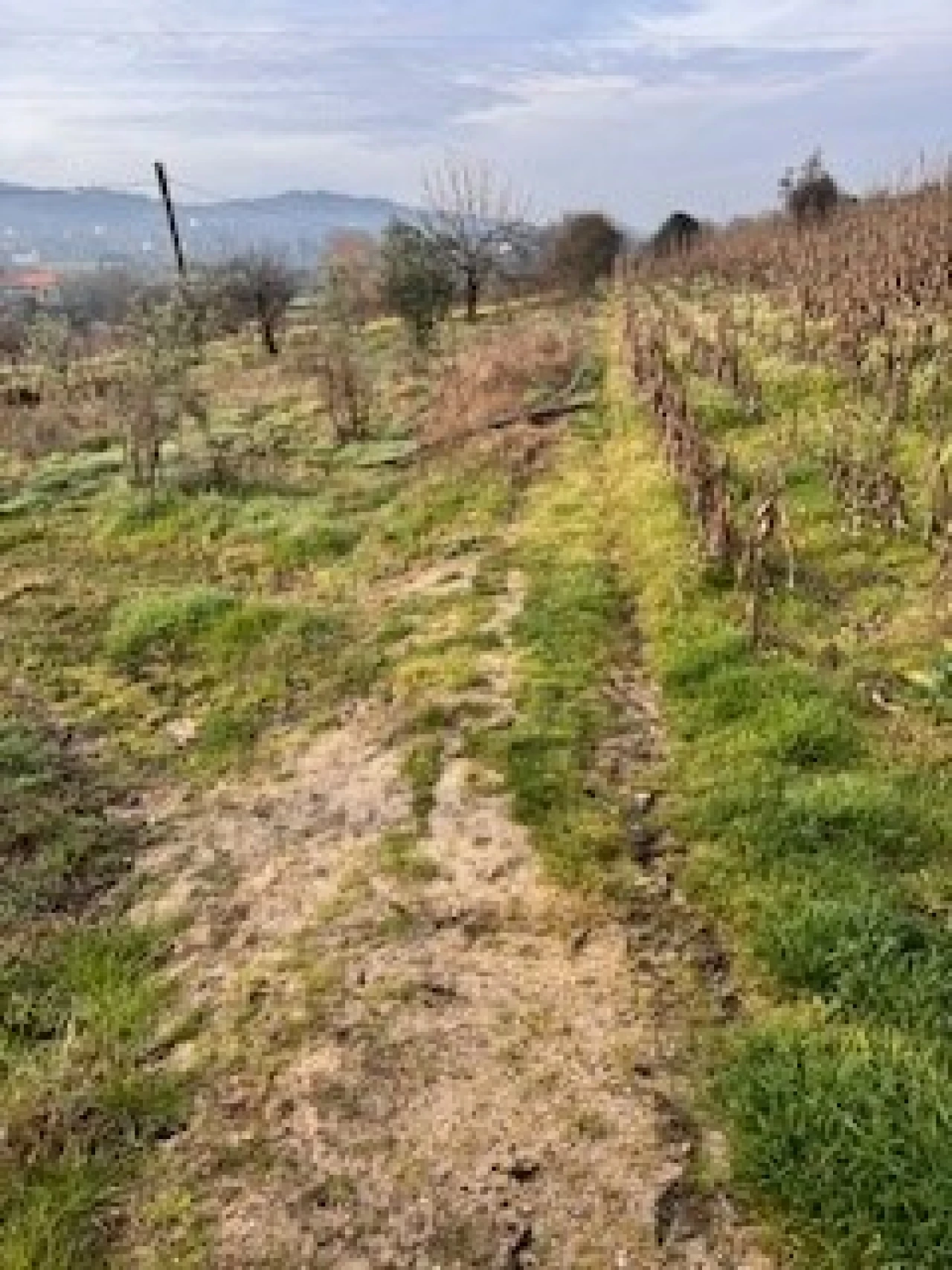Terreno Agricola ou Rústico para Venda em Ferro Foto 5