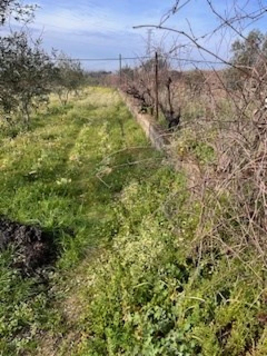 Terreno Agricola ou Rústico para Venda em Ferro Foto 4