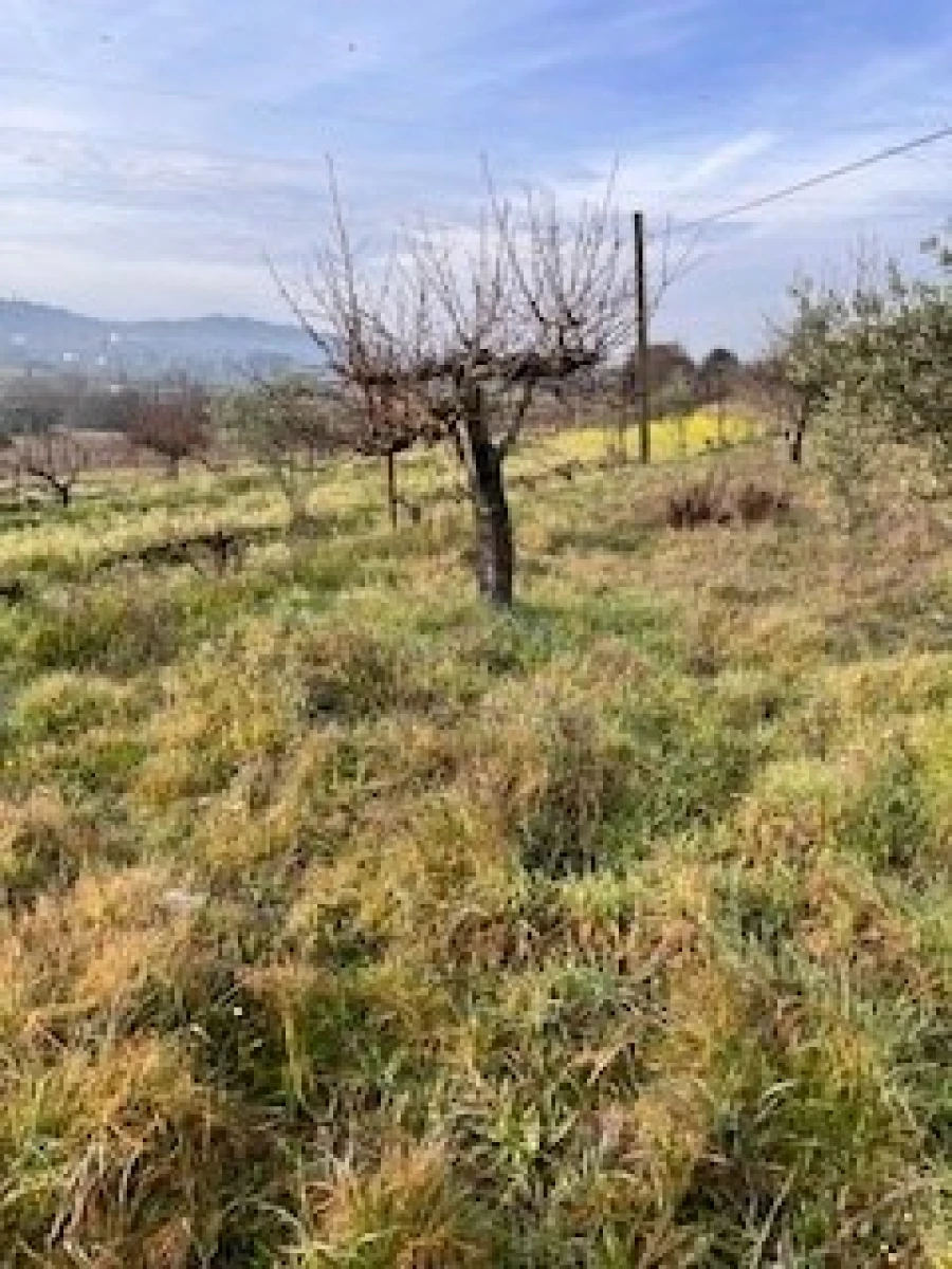 Terreno Agricola ou Rústico para Venda em Ferro Foto 6