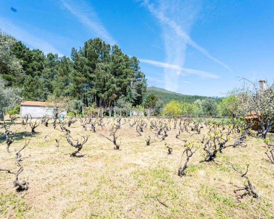 Quinta T3 para Venda em Teixoso e Sarzedo Foto 12