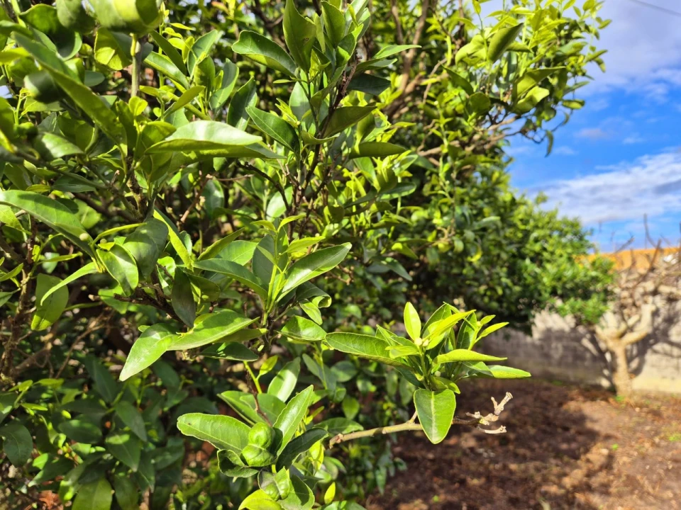 Terreno para Venda em Maiorca Foto 6