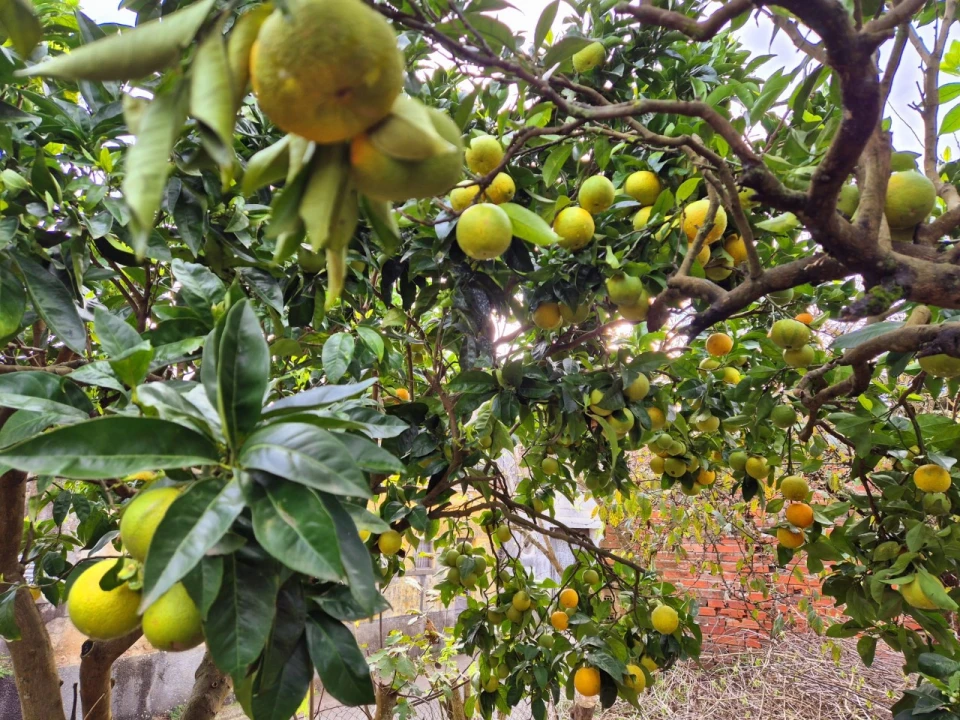 Terreno para Venda em Maiorca Foto 20