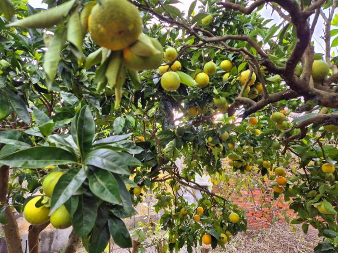 Terreno para Venda em Maiorca Foto 4