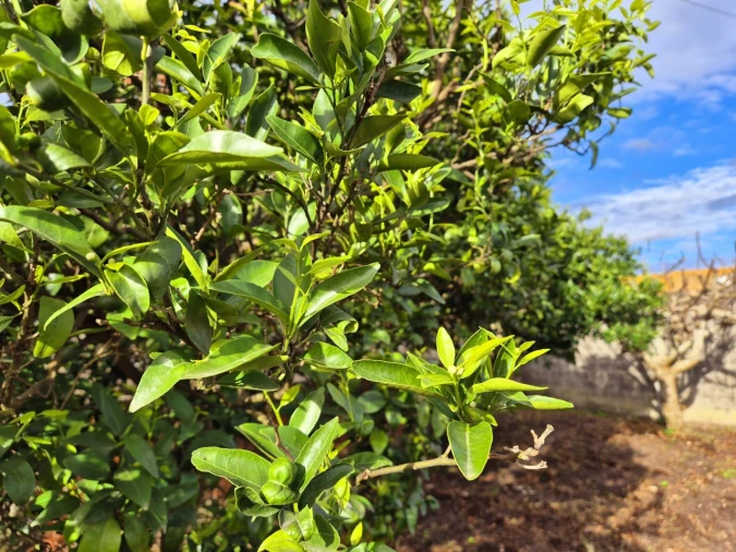 Terreno para Venda em Maiorca Foto 6
