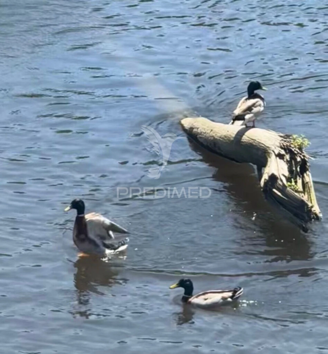 Moradia T2 para Venda em Bagunte, Ferreiró, Outeiro Maior e Parada Foto 17