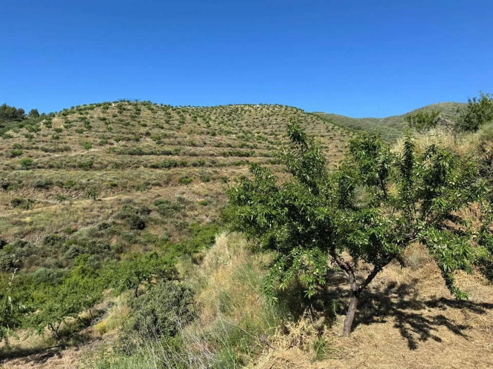 Terreno para Venda em Longroiva Foto 1