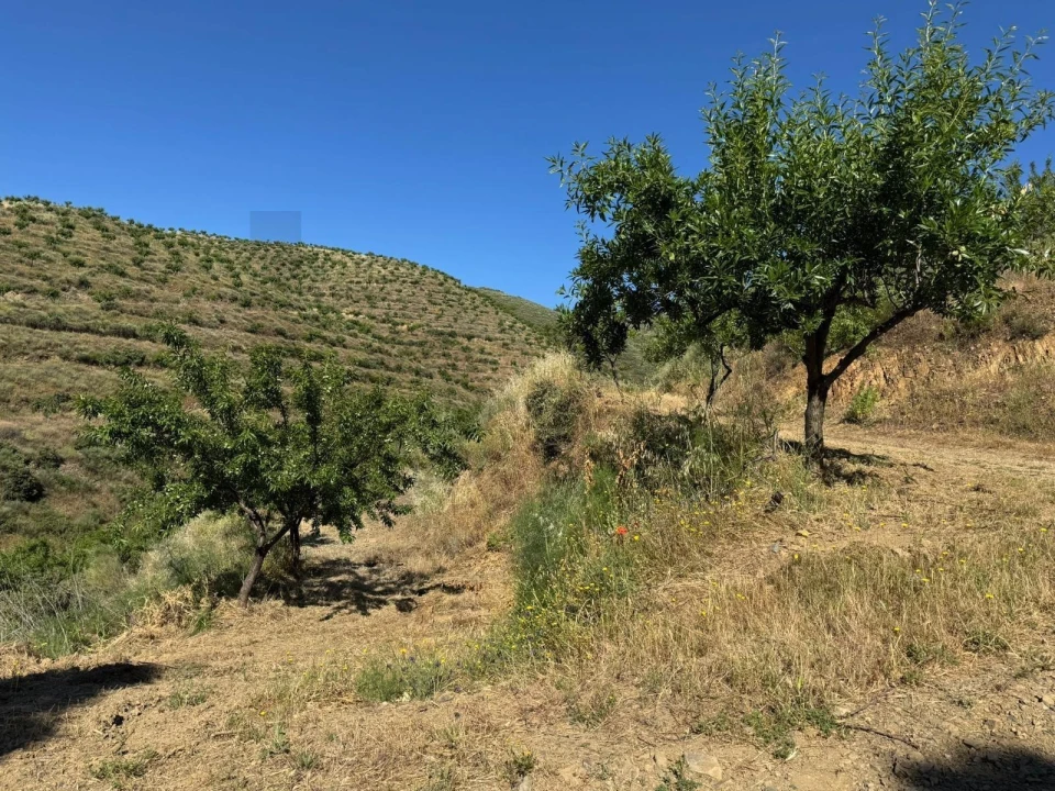 Terreno para Venda em Longroiva Foto 5