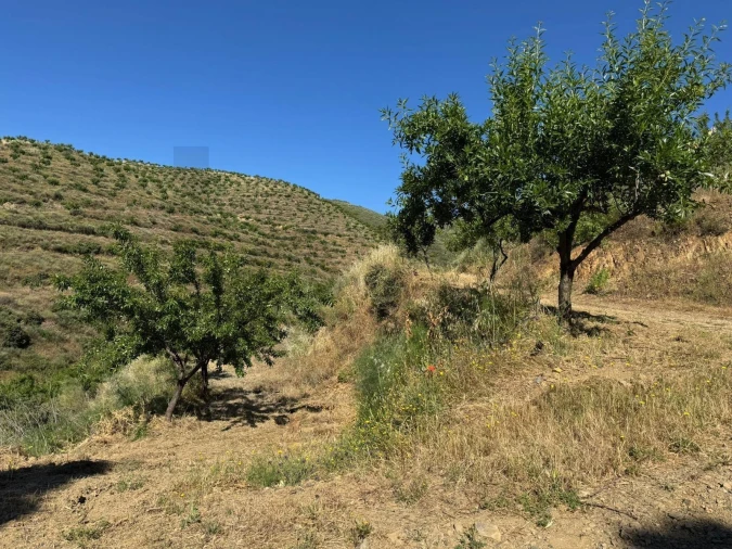 Terreno para Venda em Longroiva Foto 5