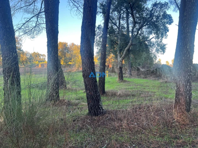Quinta para Venda em Póvoa de Rio de Moinhos e Cafede Foto 19