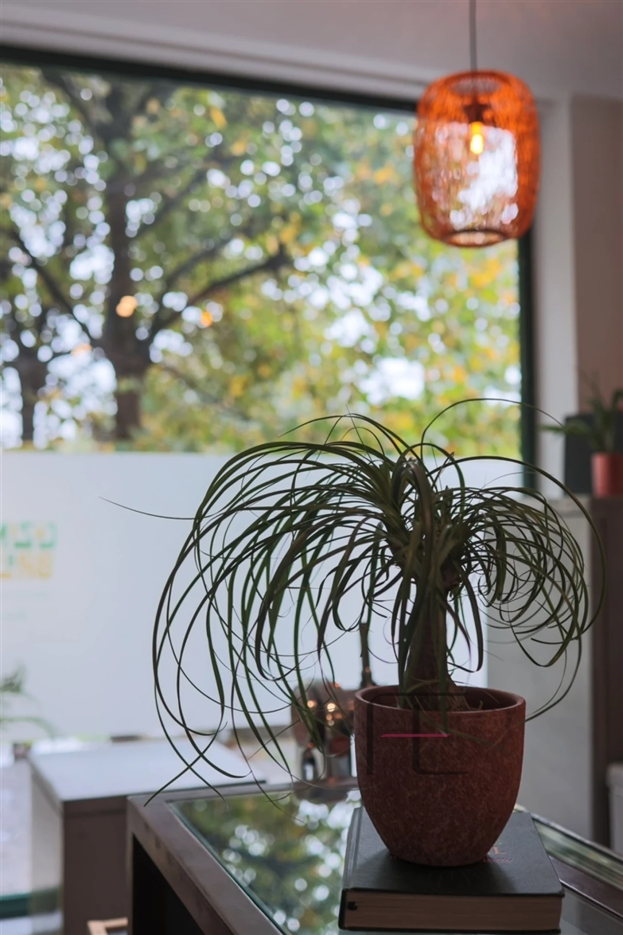 Negócio para Venda em Ramalde Foto 21