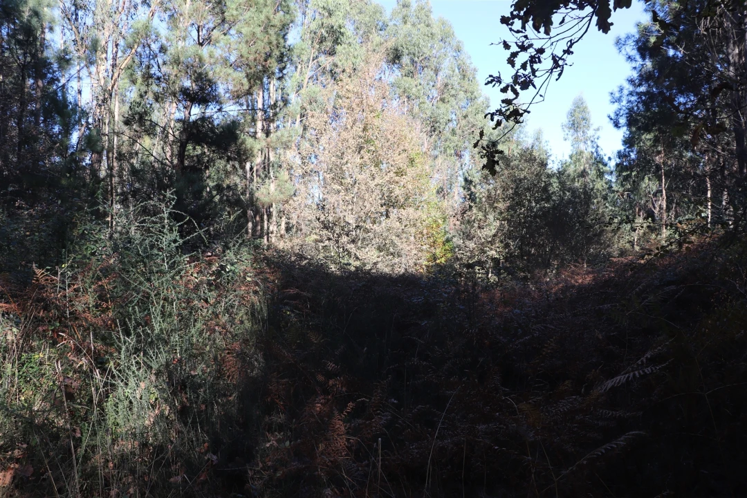 Terreno para Venda em Sousela Foto 4