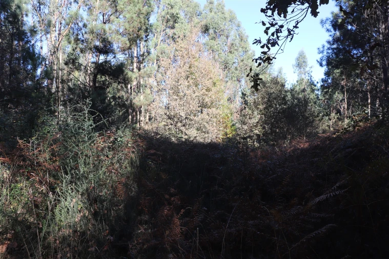 Terreno para Venda em Sousela Foto 4