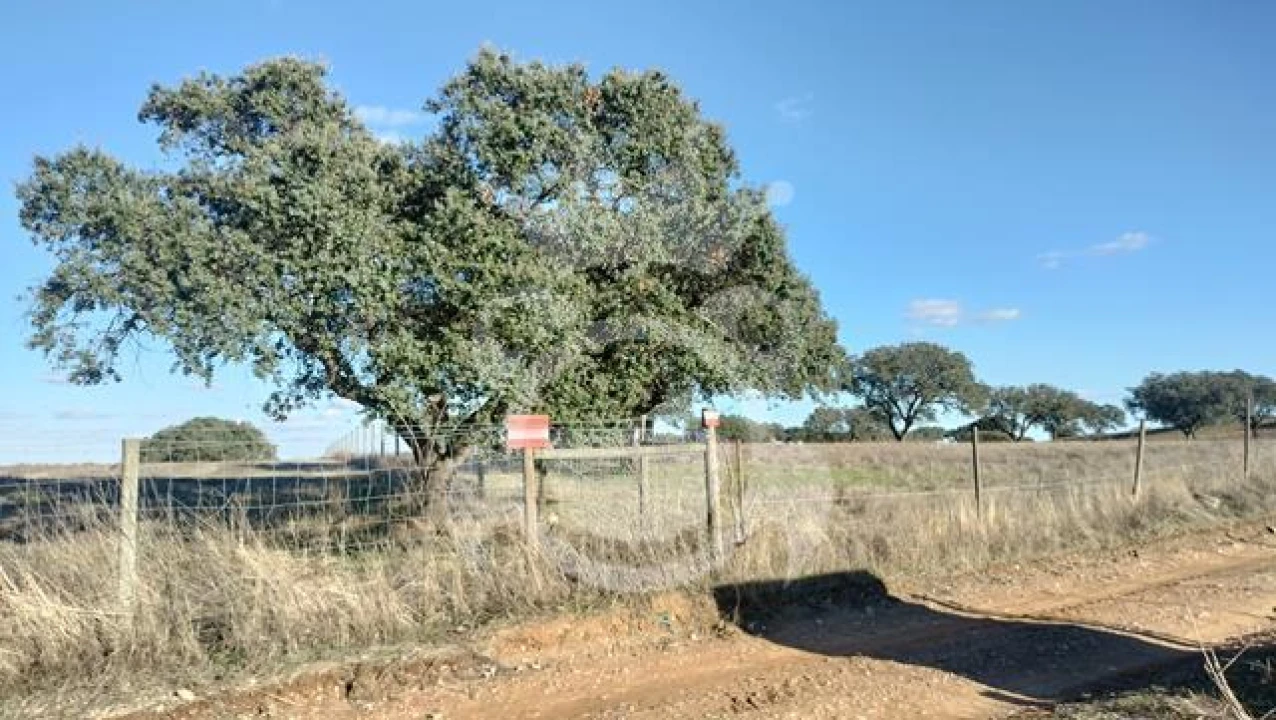 Terreno para Venda em Nossa Senhora da Conceição, São Brás dos Matos, Juromenha Foto 15