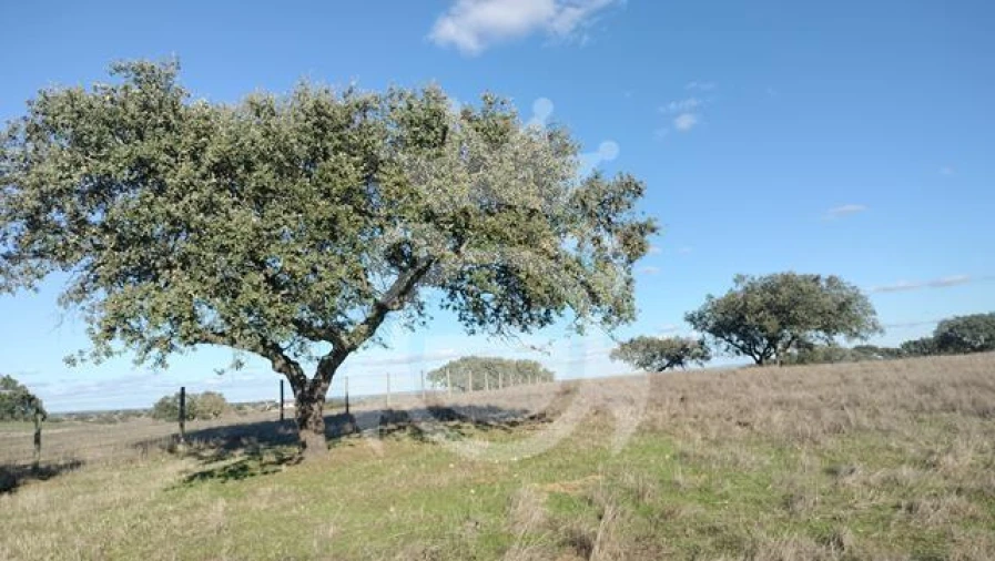Terreno para Venda em Nossa Senhora da Conceição, São Brás dos Matos, Juromenha Foto 13