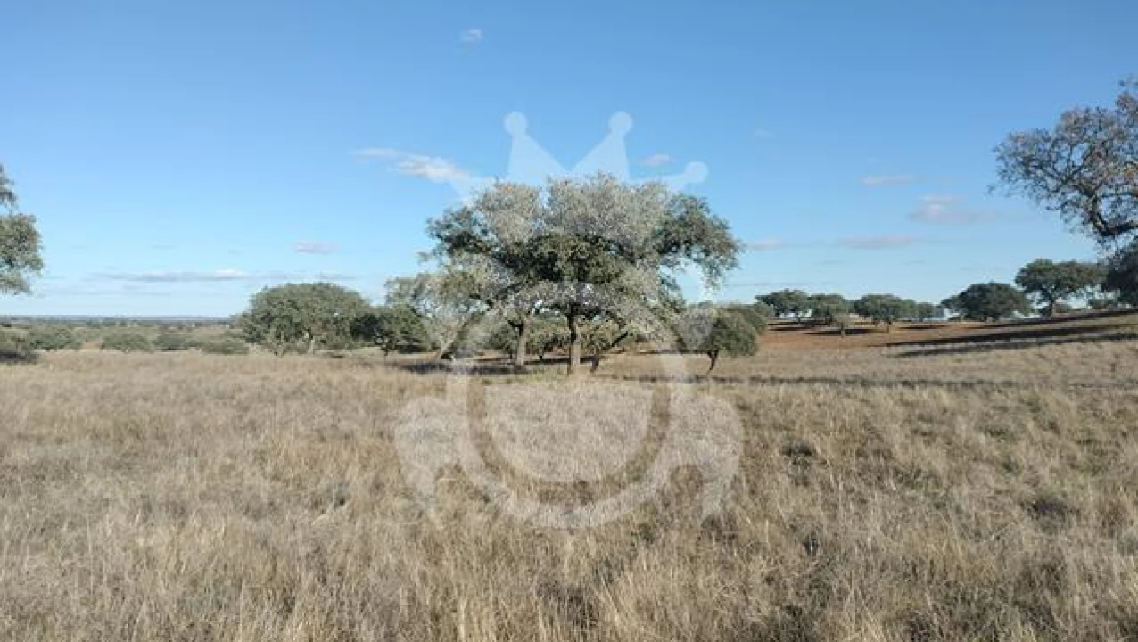 Terreno para Venda em Nossa Senhora da Conceição, São Brás dos Matos, Juromenha Foto 8