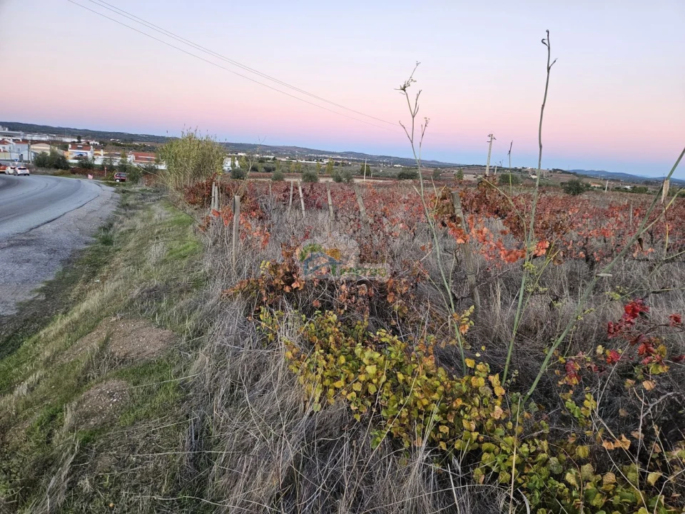 Terreno para Venda em Reguengos de Monsaraz Foto 10