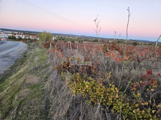 Terreno para Venda em Reguengos de Monsaraz Foto 10