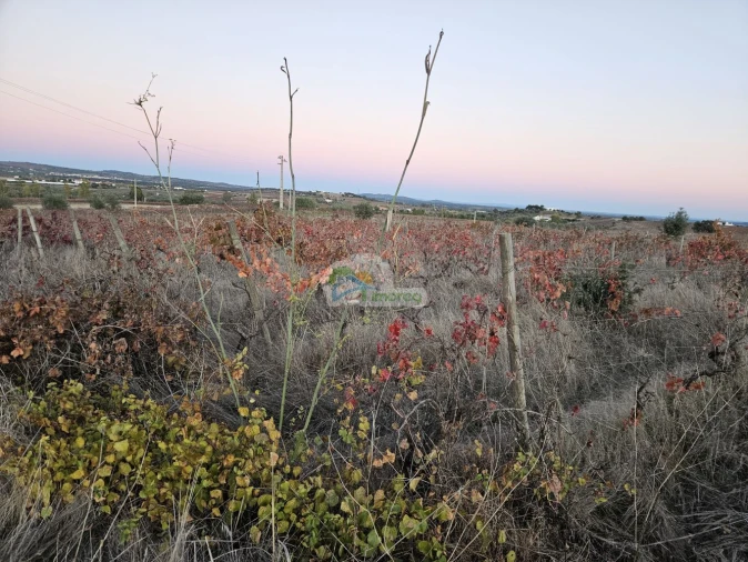 Terreno para Venda em Reguengos de Monsaraz Foto 9