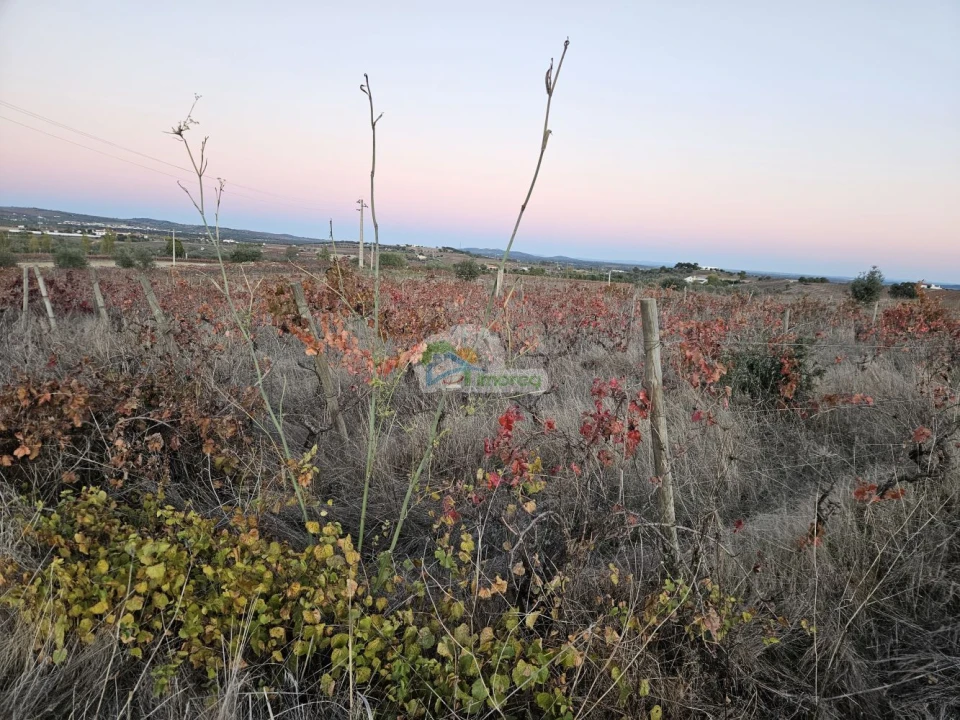 Terreno para Venda em Reguengos de Monsaraz Foto 9