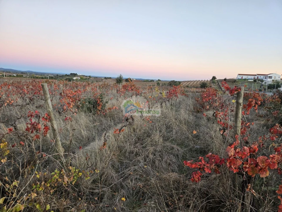 Terreno para Venda em Reguengos de Monsaraz Foto 8