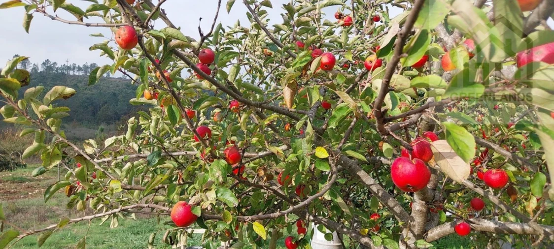 Terreno para Venda em Secarias Foto 8