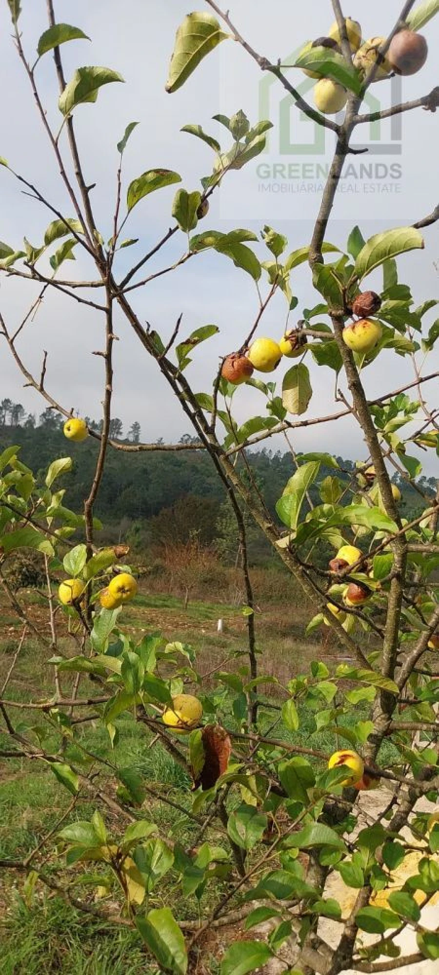Terreno para Venda em Secarias Foto 9