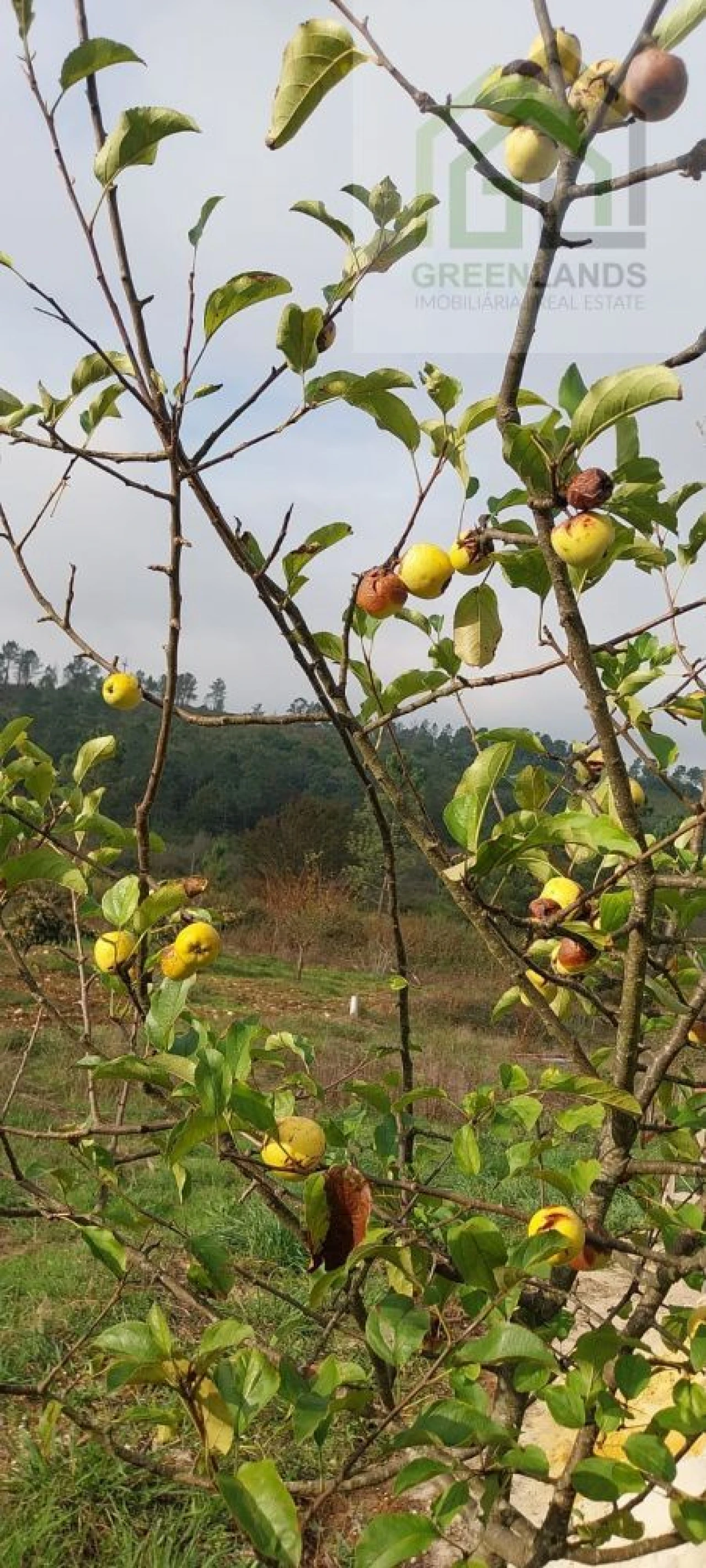 Terreno para Venda em Secarias Foto 9