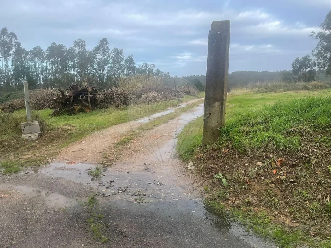 Terreno para Venda em Pinheiro da Bemposta, Travanca e Palmaz Foto 5