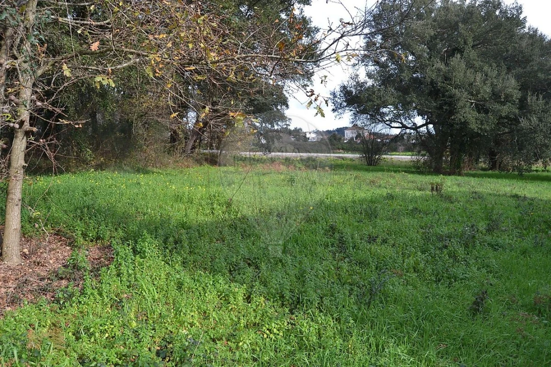 Terreno para Venda em Pinheiro da Bemposta, Travanca e Palmaz Foto 2