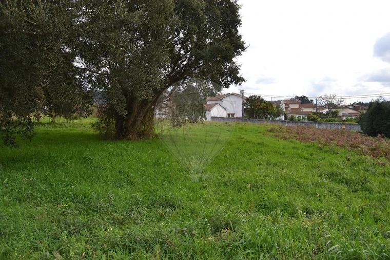Terreno para Venda em Pinheiro da Bemposta, Travanca e Palmaz Foto 6