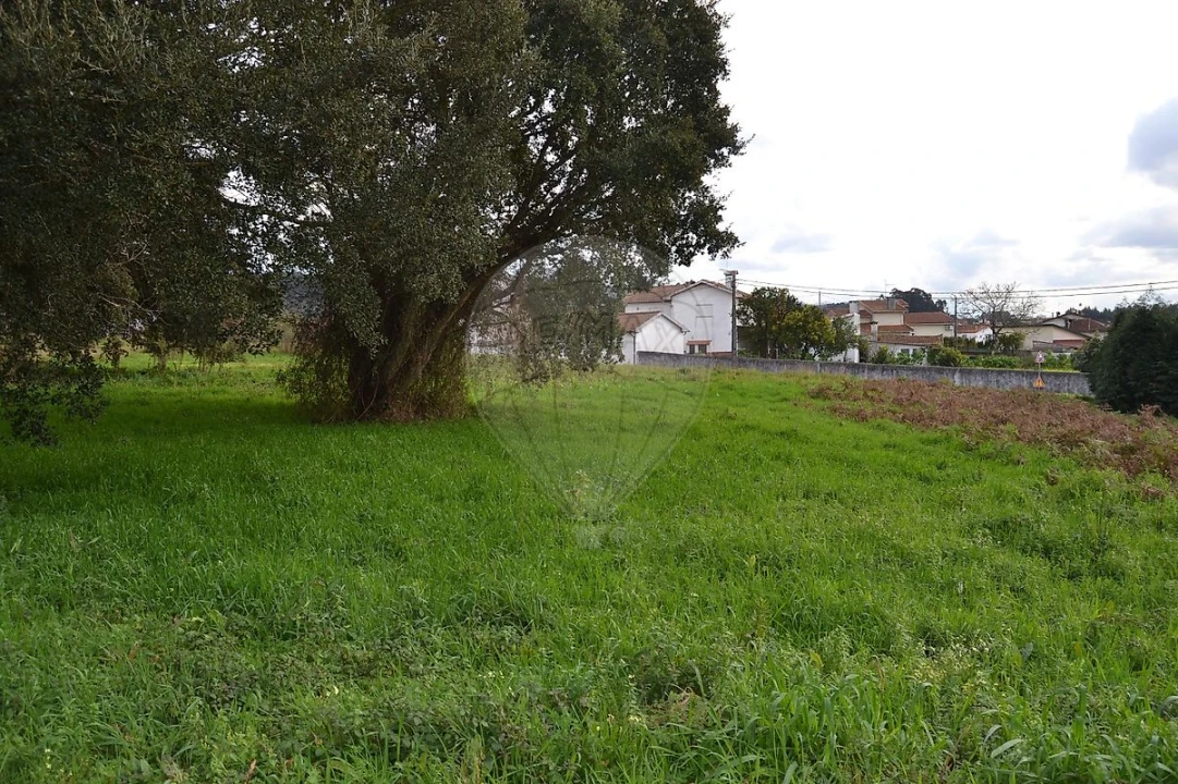 Terreno para Venda em Pinheiro da Bemposta, Travanca e Palmaz Foto 6