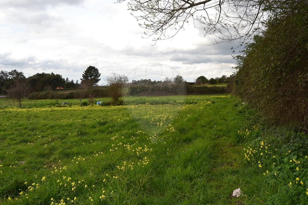 Terreno para Venda em Pinheiro da Bemposta, Travanca e Palmaz Foto 3