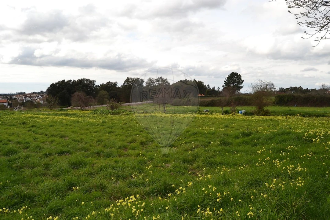 Terreno para Venda em Pinheiro da Bemposta, Travanca e Palmaz Foto 5
