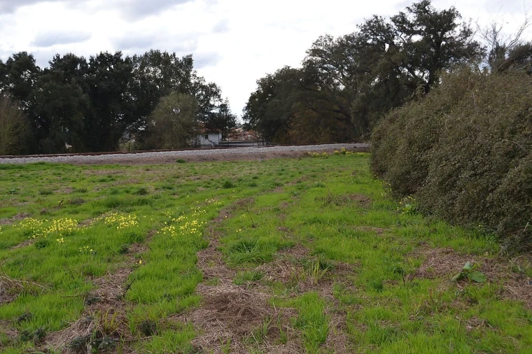 Terreno para Venda em Pinheiro da Bemposta, Travanca e Palmaz Foto 13