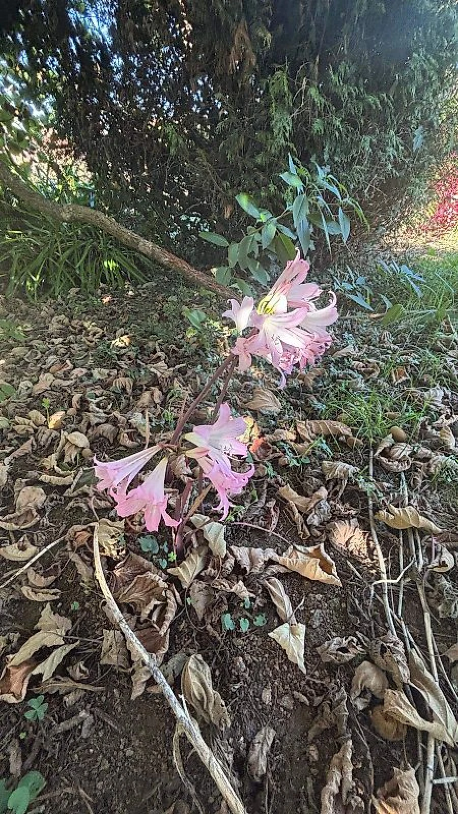 Quinta T3 para Venda em Vila de Cucujães Foto 22