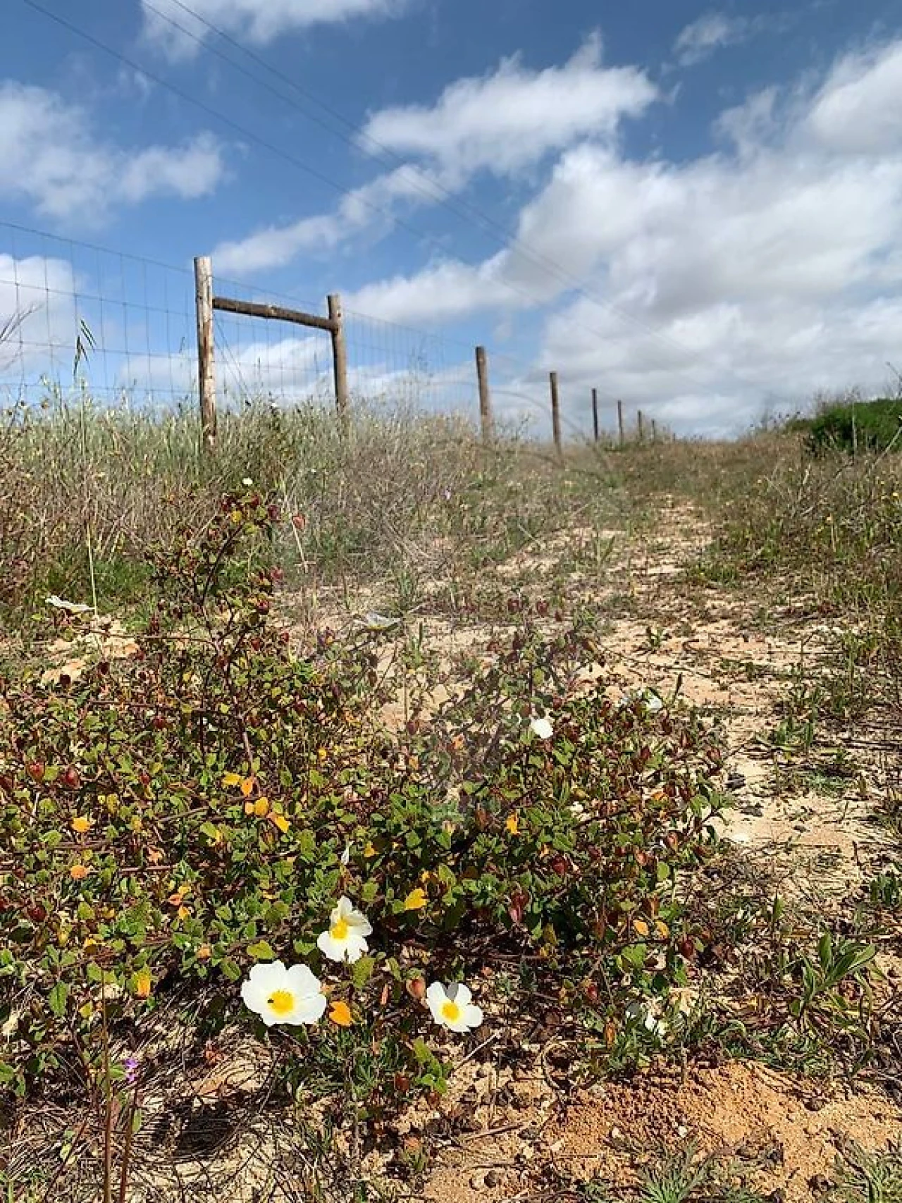 Terreno para Venda em Palmela Foto 2
