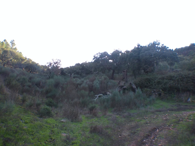 Quinta T3 para Venda em Alegrete Foto 10