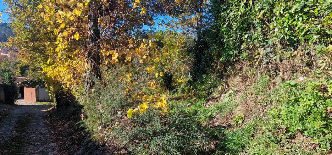 Terreno para Venda em Cantelães Foto 2